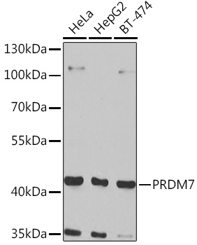 PRDM7 Rabbit polyclonal antibody