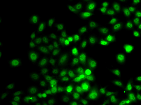 PRDM7 Rabbit polyclonal antibody