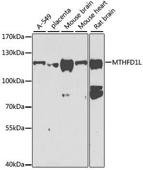 MTHFD1L Rabbit polyclonal antibody