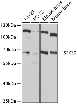 STK39 Rabbit pAb