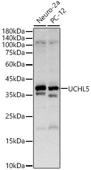 UCHL5 Rabbit polyclonal antibody
