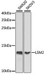 Western blot - LSM2 Rabbit pAb (A7988)