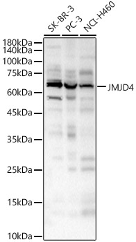 JMJD4 Rabbit polyclonal antibody