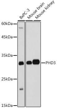 Western blot analysis of various lysates using PHD3 Rabbit pAb (A8001) at 1:1000 dilution.<br/>Secondary antibody: HRP-conjugated Goat anti-Rabbit IgG (H+L) (AS014) at 1:10000 dilution.<br/>Lysates/proteins: 25μg per lane.<br/>Blocking buffer: 3% nonfat dry milk in TBST.<br/>Detection: ECL Basic Kit (RM00020).<br/>Exposure time: 1s.