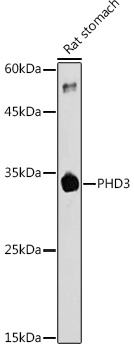 PHD3 Rabbit polyclonal antibody
