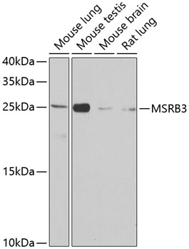 Western blot analysis of various lysates using MSRB3 Rabbit pAb (A8005) at 1:1000 dilution.<br/>Secondary antibody: HRP-conjugated Goat anti-Rabbit IgG (H+L) (AS014) at 1:10000 dilution.<br/>Lysates/proteins: 25μg per lane.<br/>Blocking buffer: 3% nonfat dry milk in TBST.<br/>Detection: ECL Basic Kit (RM00020).<br/>Exposure time: 90s.