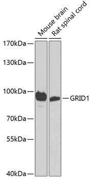 GRID1 Rabbit polyclonal antibody