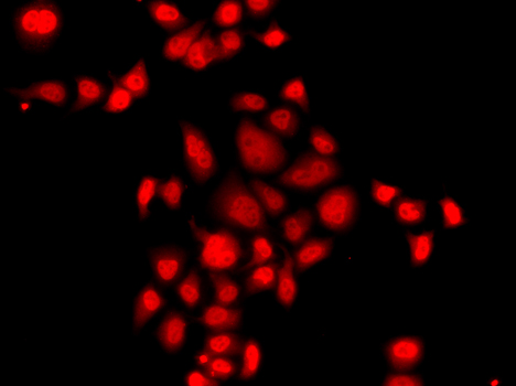 MLF1 Rabbit polyclonal antibody