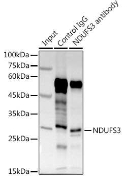 NDUFS3 Rabbit polyclonal antibody
