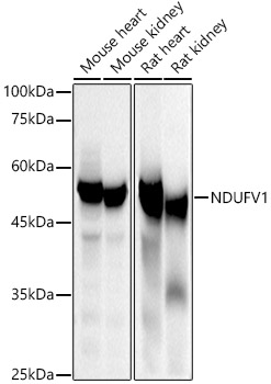 NDUFV1 Rabbit polyclonal antibody