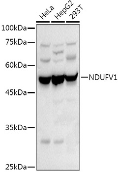 NDUFV1 Rabbit polyclonal antibody