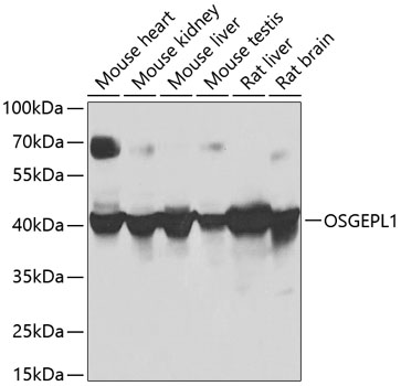 OSGEPL1 Rabbit polyclonal antibody