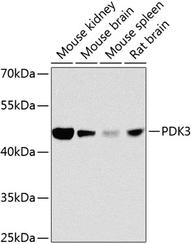 PDK3 Rabbit pAb