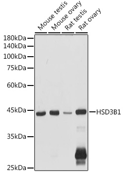 HSD3B1 Rabbit polyclonal antibody