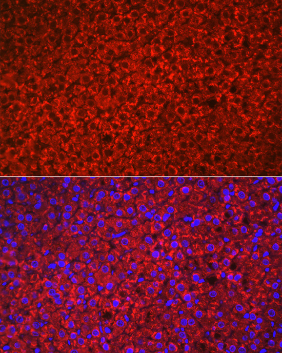 HSD3B1 Rabbit polyclonal antibody