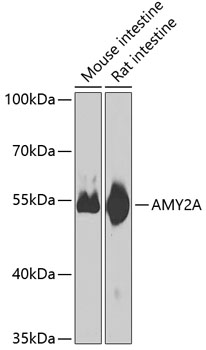 AMY2A Rabbit polyclonal antibody