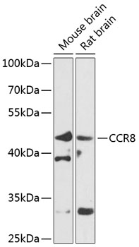 CCR8 Rabbit pAb