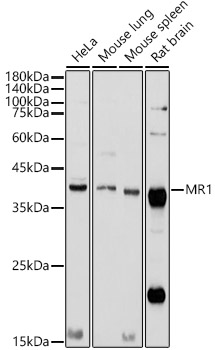 MR1 Rabbit polyclonal antibody