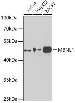 MBNL1 Rabbit polyclonal antibody