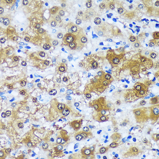 MBNL1 Rabbit polyclonal antibody