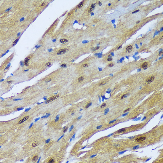 MBNL1 Rabbit polyclonal antibody