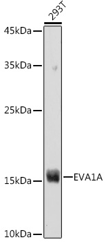 EVA1A Rabbit polyclonal antibody