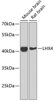 LHX4 Rabbit polyclonal antibody