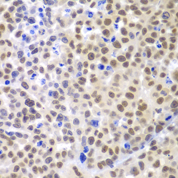LHX4 Rabbit polyclonal antibody