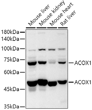ACOX1 Rabbit polyclonal antibody
