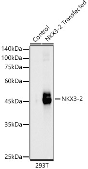 NKX3-2 Rabbit polyclonal antibody