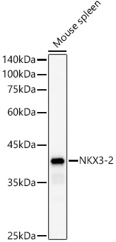NKX3-2 Rabbit polyclonal antibody