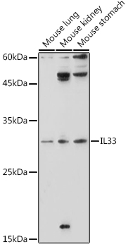 IL33 Rabbit polyclonal antibody