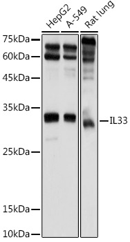 IL33 Rabbit polyclonal antibody
