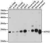 Western blot - ATP5O Rabbit pAb (A8103)