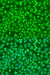 Immunofluorescence - ENTPD5 Rabbit pAb (A8108)