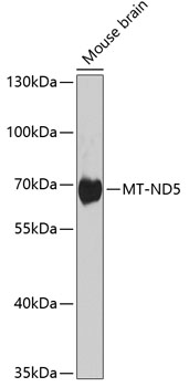 MT-ND5 Rabbit polyclonal antibody