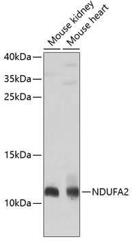 NDUFA2 Rabbit polyclonal antibody