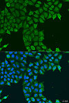Immunofluorescence - CDK16 Rabbit pAb (A8140)