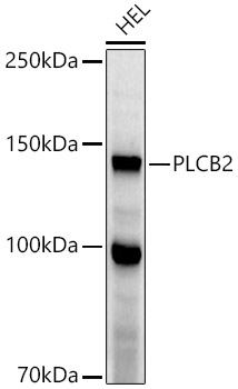 PLCB2 Rabbit polyclonal antibody