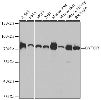 [KO Validated] CYPOR Rabbit polyclonal antibody