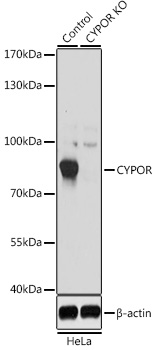 [KO Validated] CYPOR Rabbit polyclonal antibody