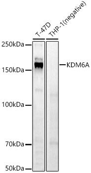 KDM6A Rabbit polyclonal antibody