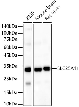 SLC25A11 Rabbit polyclonal antibody