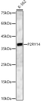 P2RY14 Rabbit polyclonal antibody