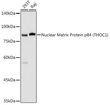 Nuclear Matrix Protein p84 (THOC1) Rabbit polyclonal antibody
