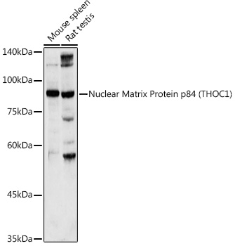 Nuclear Matrix Protein p84 (THOC1) Rabbit polyclonal antibody