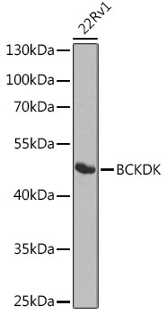 BCKDK Rabbit polyclonal antibody