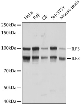 ILF3 Rabbit monoclonal antibody