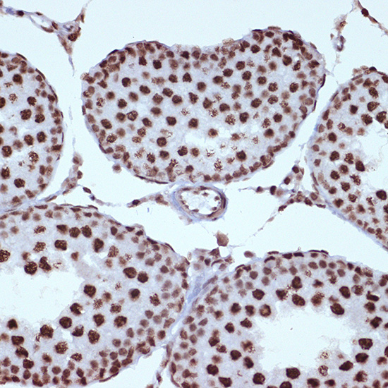 ILF3 Rabbit monoclonal antibody