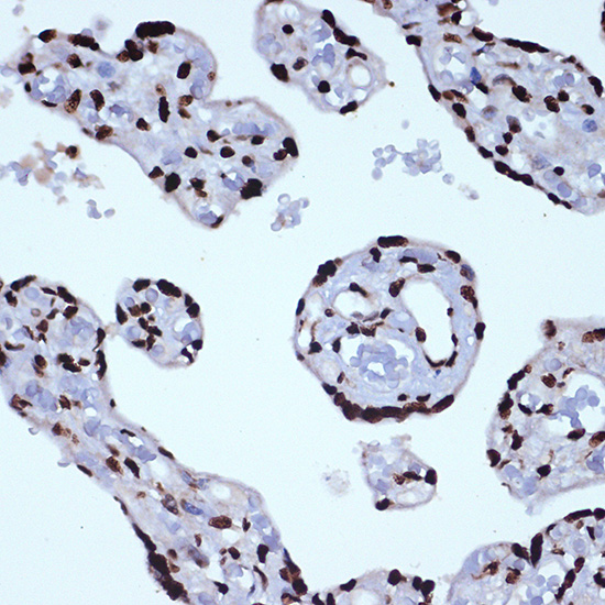 ILF3 Rabbit monoclonal antibody